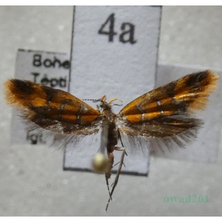Promalactis procerella (Denis & Schiffermüller, 1775) Czech4a